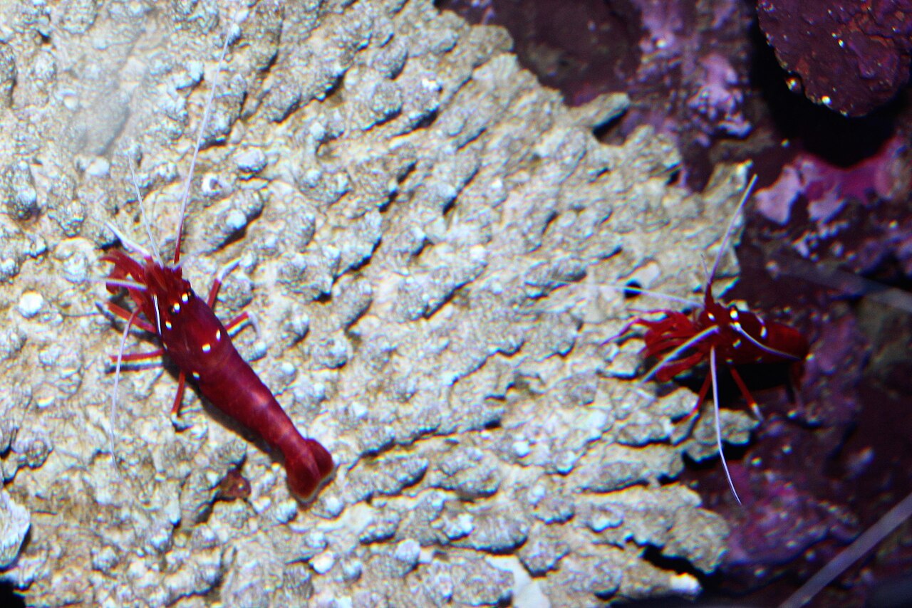 火焰虾参考实拍 1
