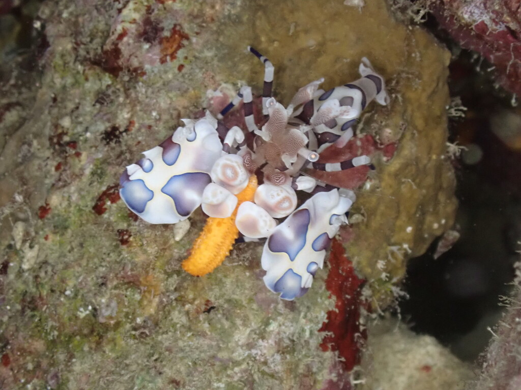 海星虾参考实拍 1