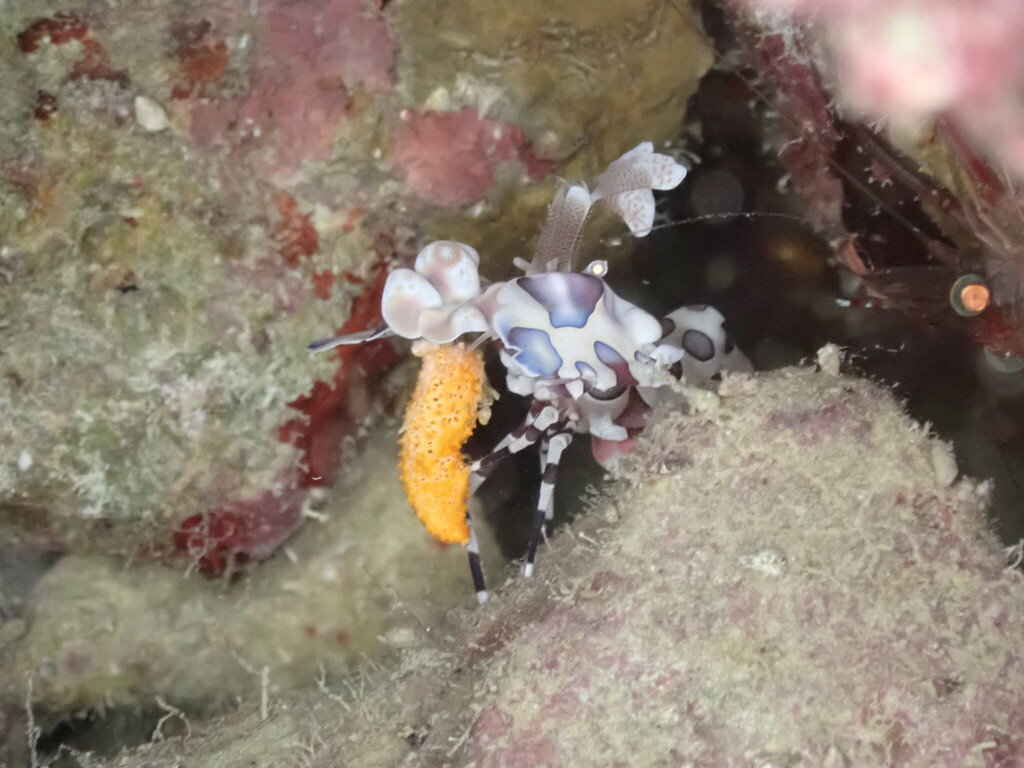 海星虾参考实拍 3